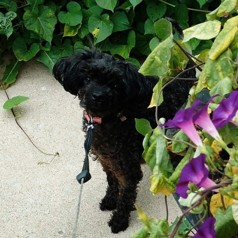 Meet your Posher, Deborah